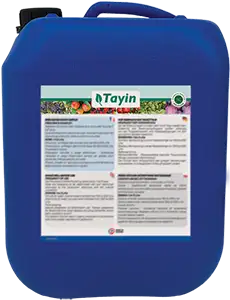 TAYIN